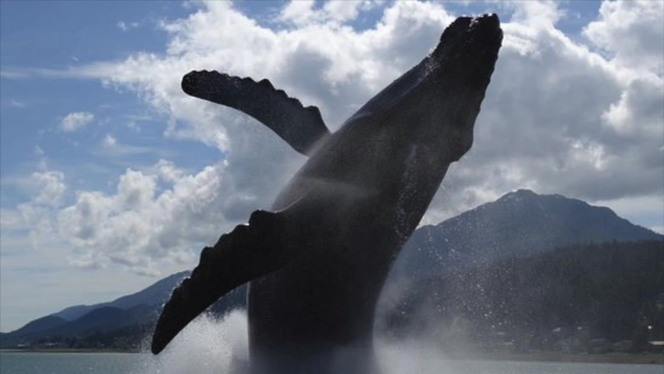 The Whale Project / Ahrens & Flaherty - DEMO